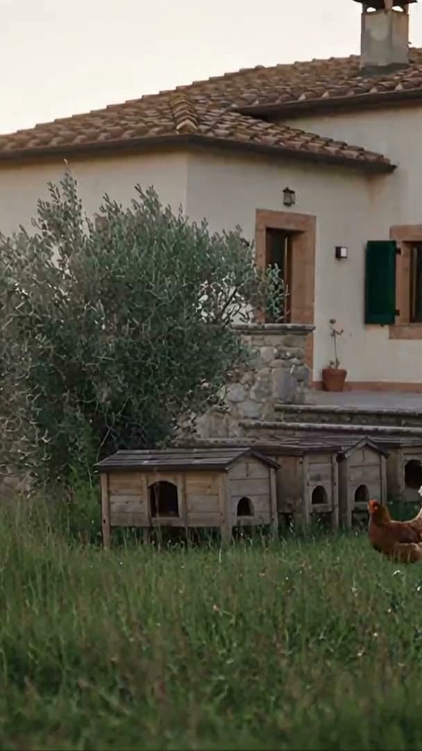 Galline nell'erba alta, ulivi e casette per galline davanti a una casa di campagna